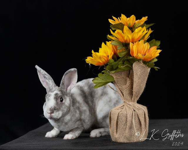 Product image 37